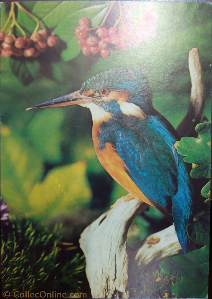 postcard africa bird