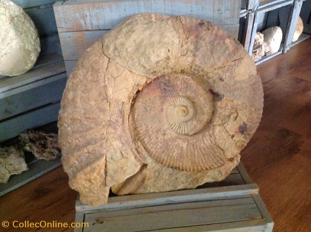 Grande ammonite du sud du Maroc de la région d'Imsouane coquillages fossiles grande ammonite du sud du maroc de la region imsouane