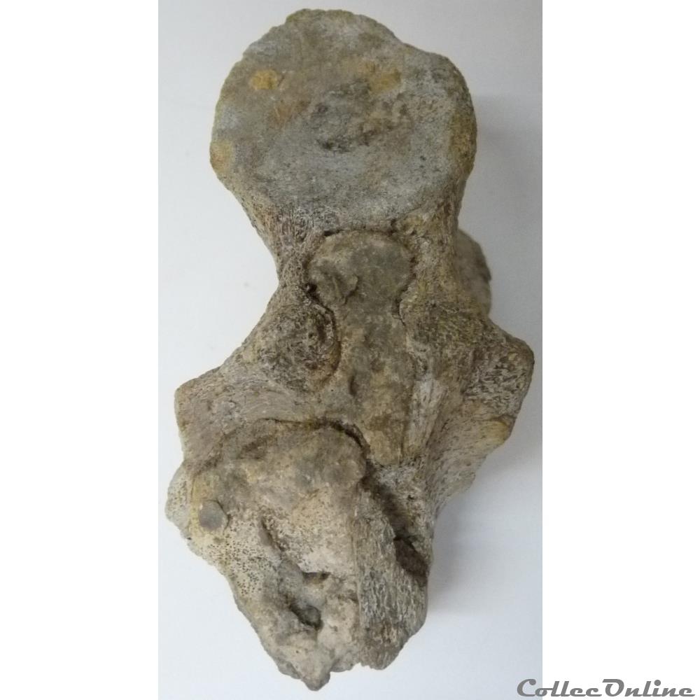 Vertèbre fossilisée 4 art antiquite archeologie europe vertebre fossilisee