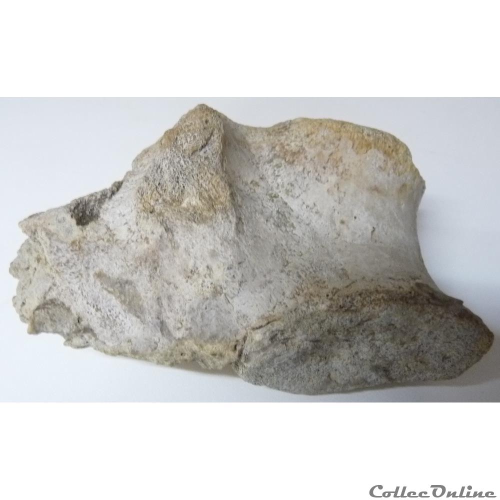 Vertèbre fossilisée 2 art antiquite archeologie europe vertebre fossilisee