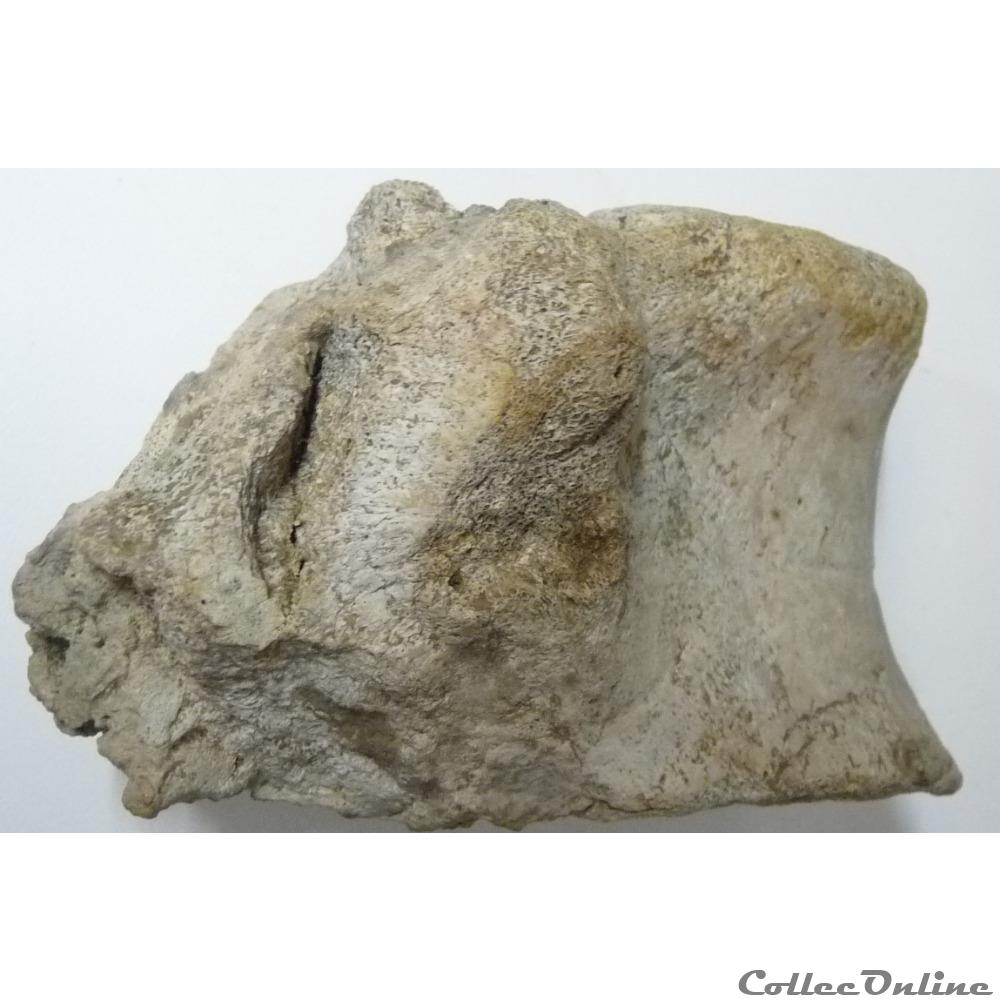 Vertèbre fossilisée 3 art antiquite archeologie europe vertebre fossilisee