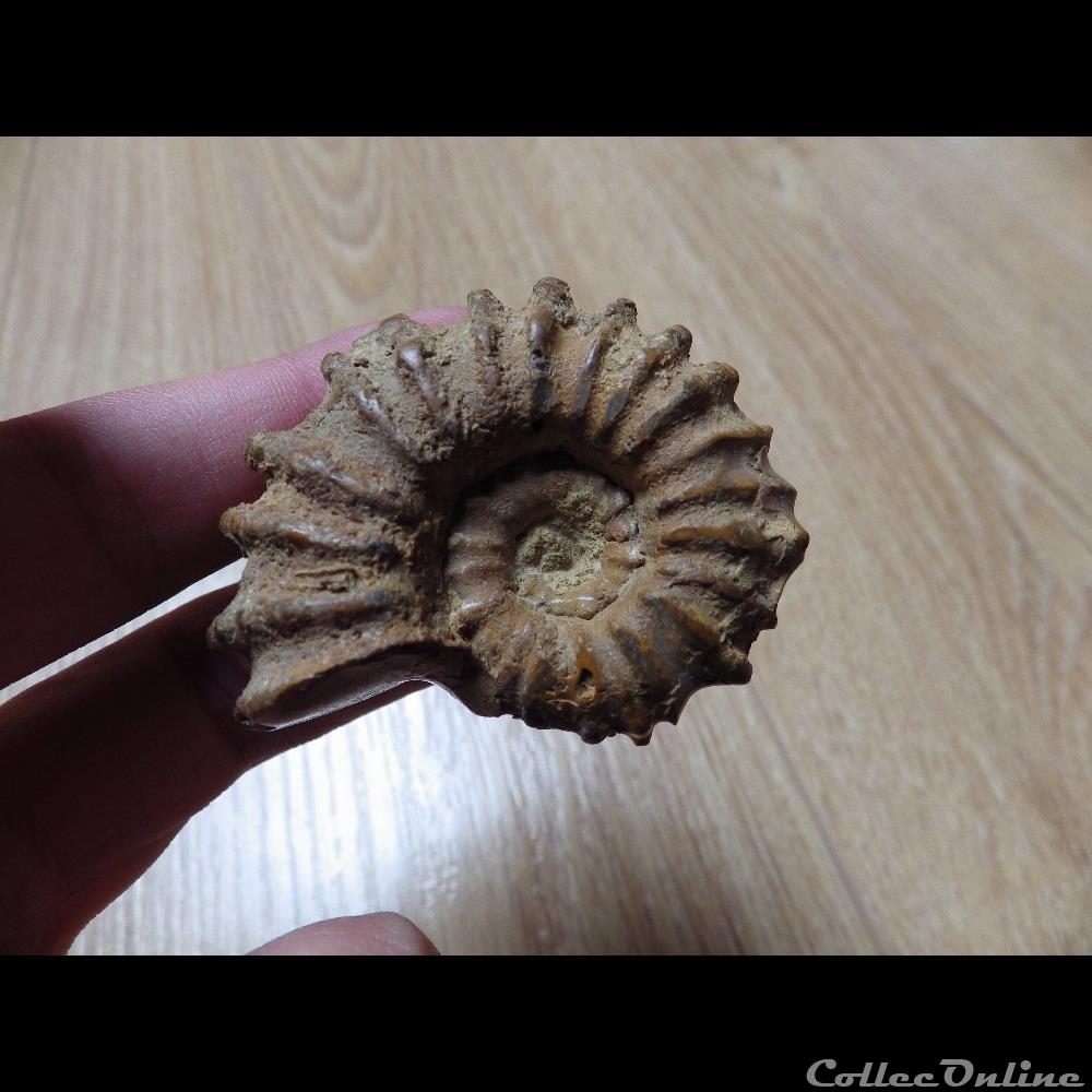 coquillage fossile douvilleiceras