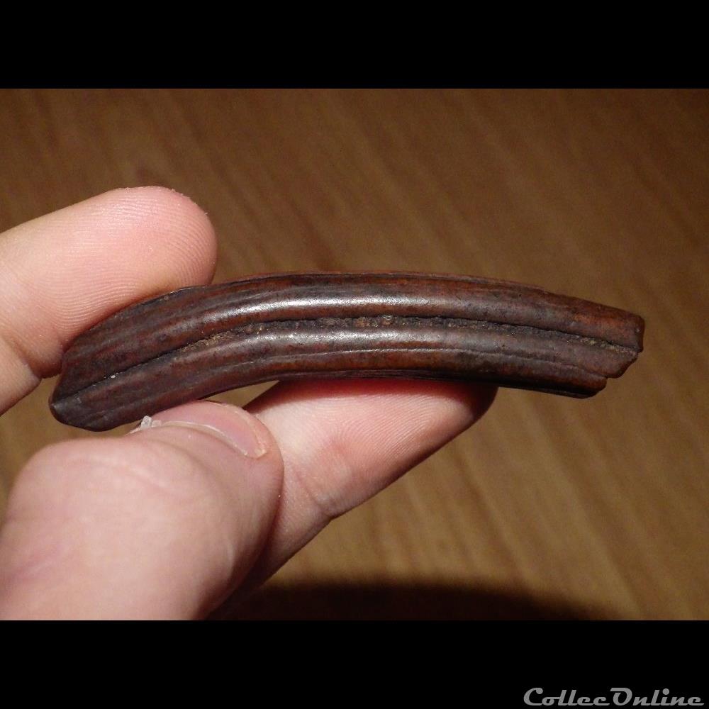 Dent de cheval coquillage fossile dent de cheval