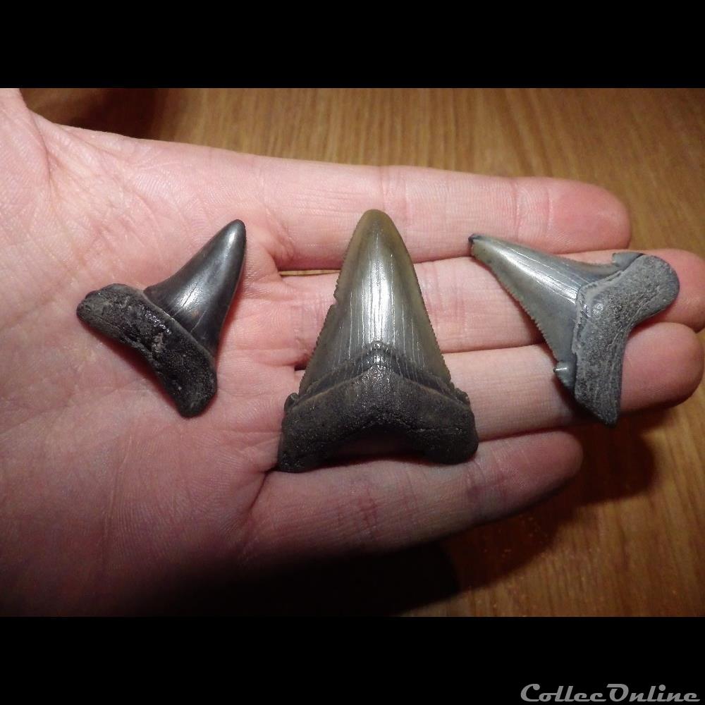 Otodus Angustidens Megalodon coquillage fossile otodus angustidens megalodon
