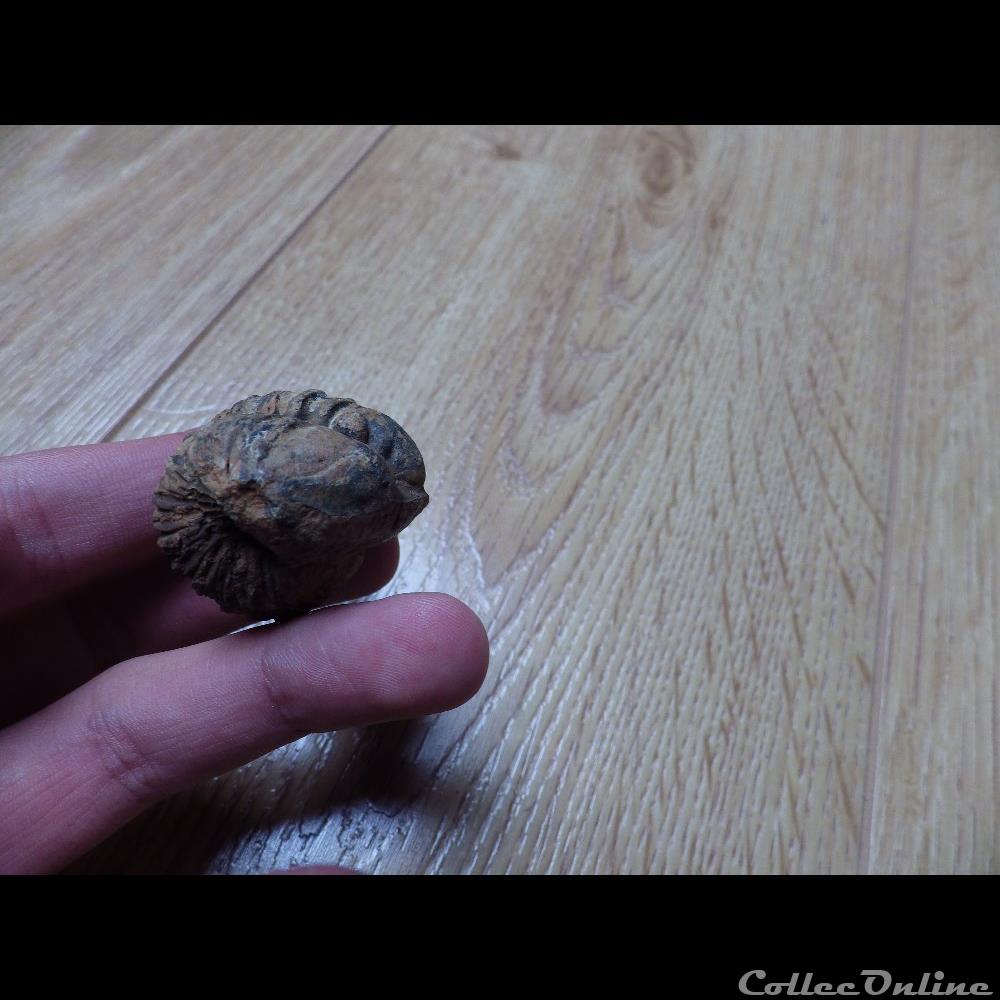 Trilobite Flexicalymène coquillage fossile trilobite flexicalymene
