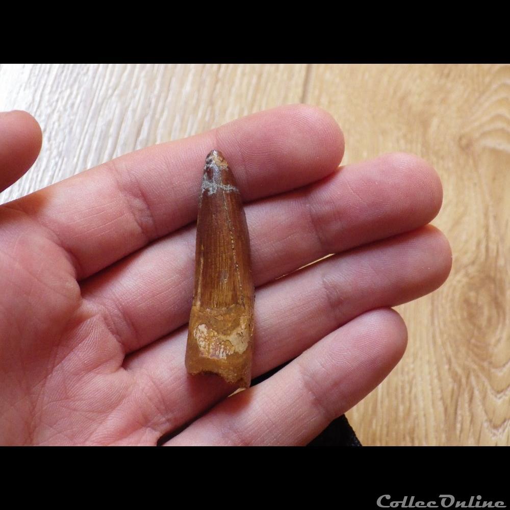 Spinosaurus Aegyptiacus coquillage fossile spinosaurus aegyptiacus
