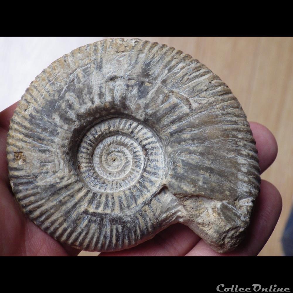 Procérites coquillage fossile procerites