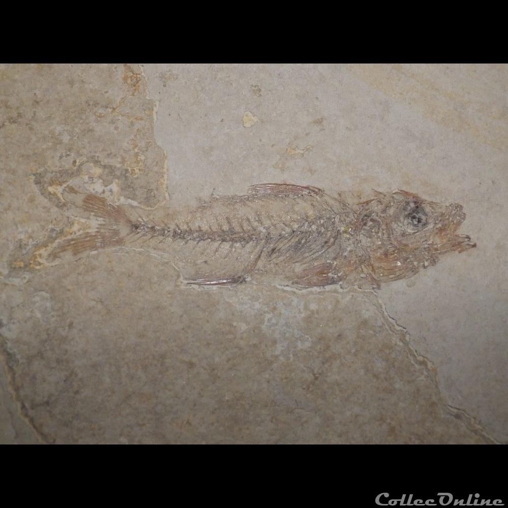 Dapalis Macrurus coquillage fossile dapalis macrurus