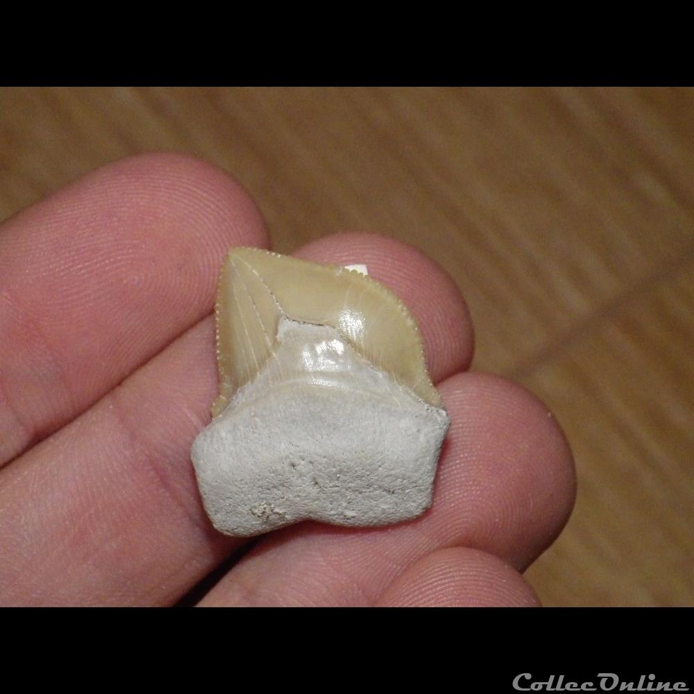 Squalicorax kaupi coquillage fossile squalicorax kaupi