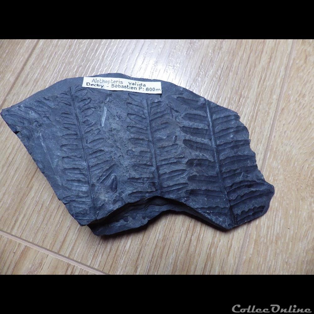 Alethopteris valida coquillage fossile alethopteris valida