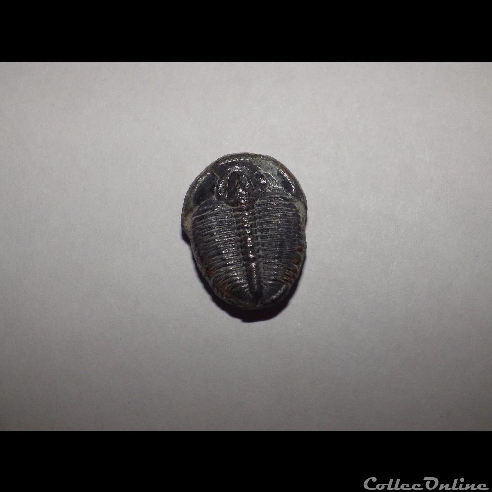coquillage fossile trilobite elrathia kingii