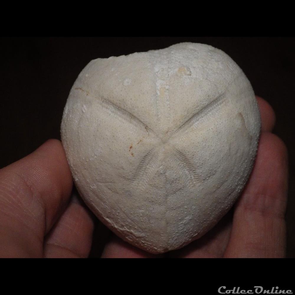 Micraster coquillage fossile micraster