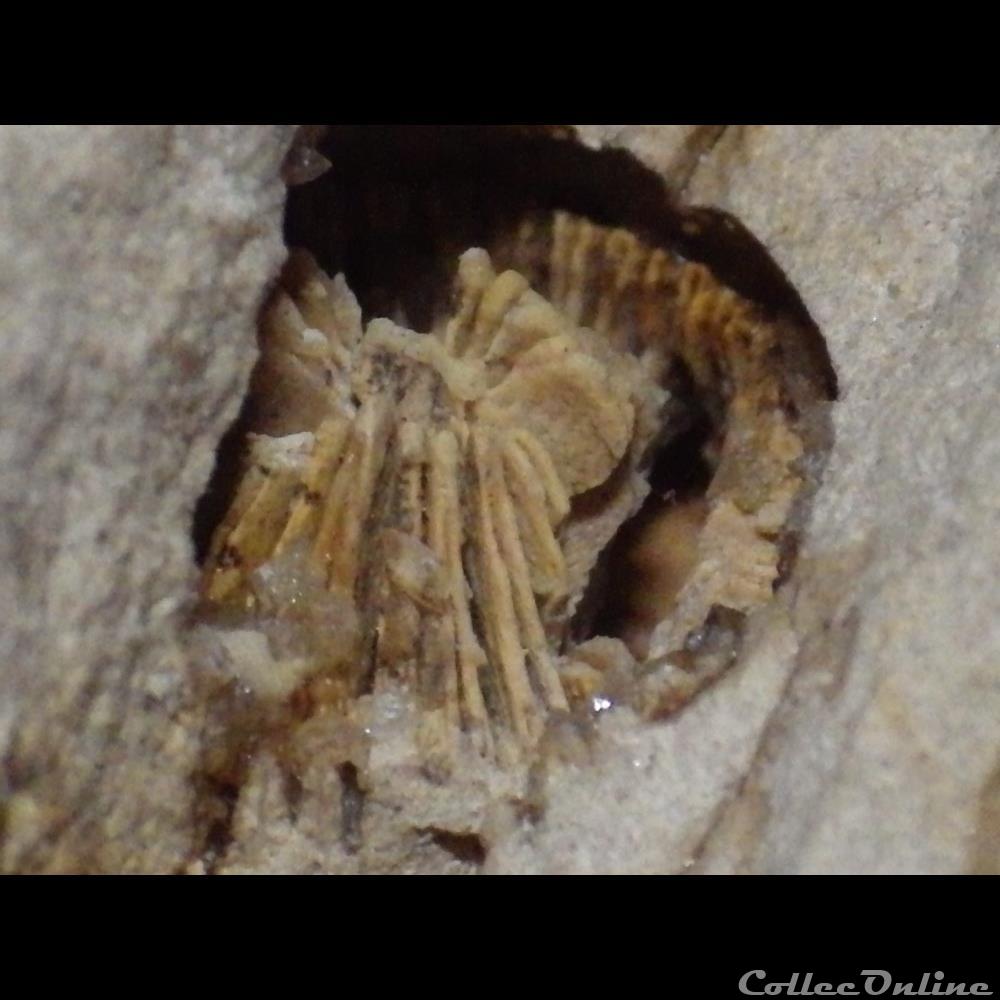 Corail Solitaire coquillage fossile corail solitaire