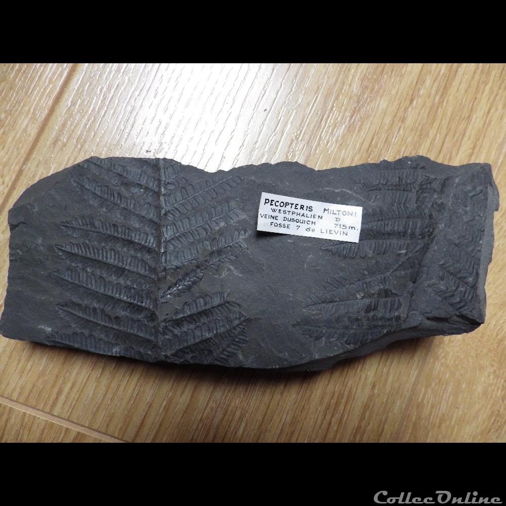 coquillage fossile pecopteris miltoni
