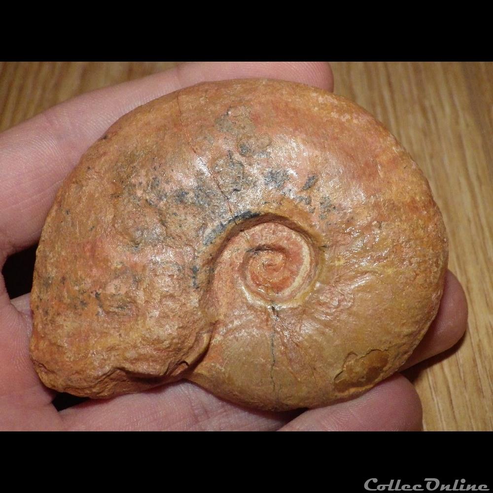 Léioceras coquillage fossile leioceras