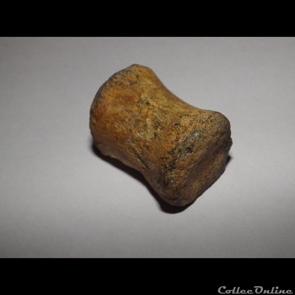 Vertèbre coquillage fossile vertebre