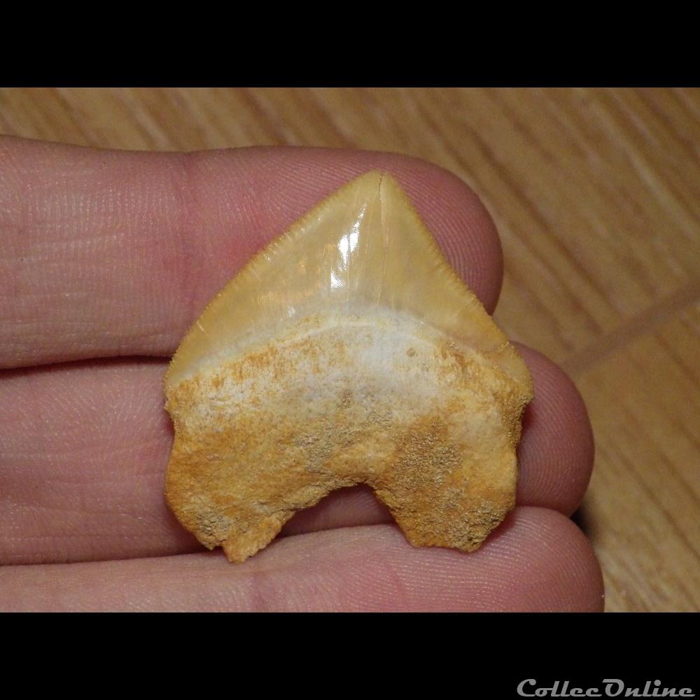 Squalicorax coquillage fossile squalicorax