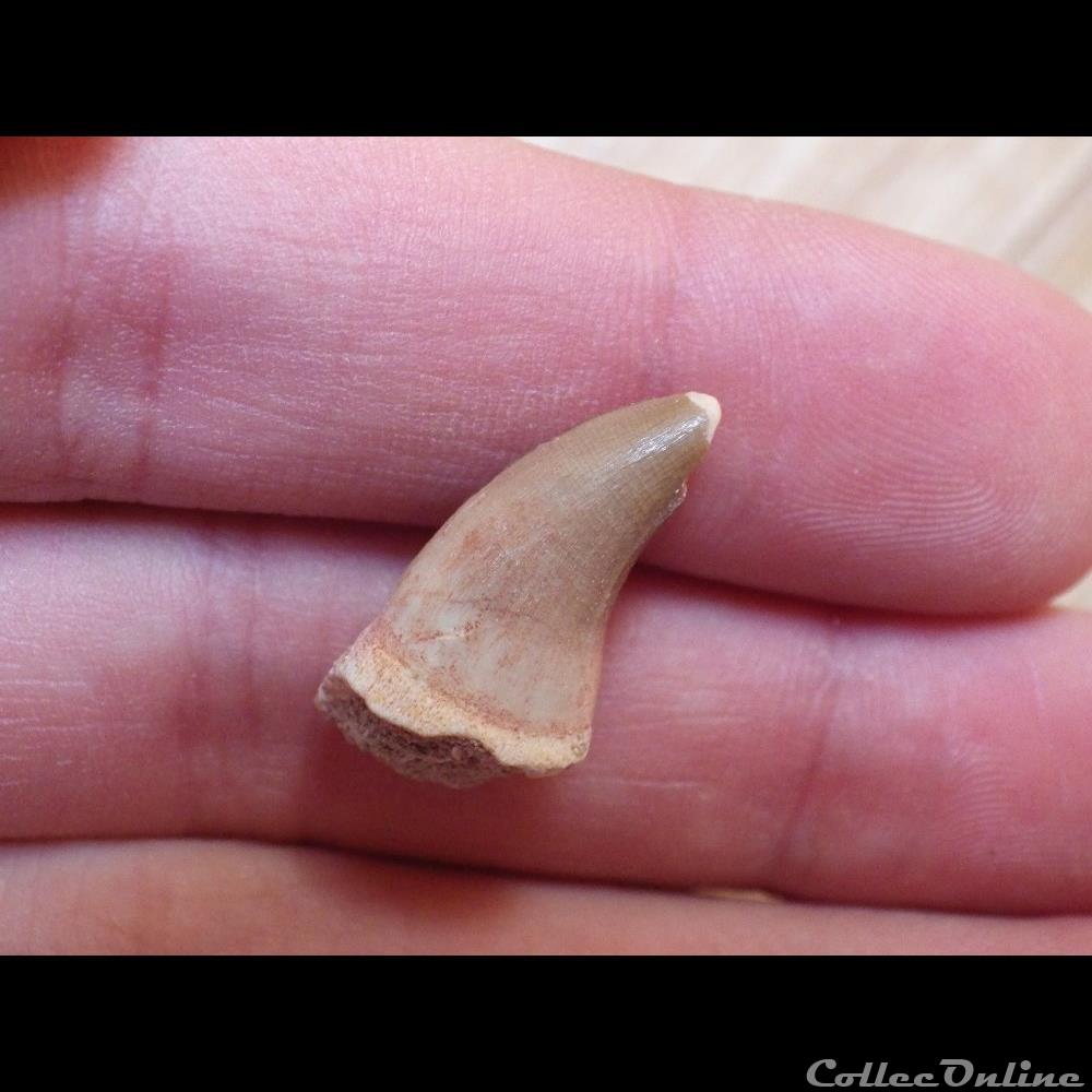 Mosasaure coquillage fossile mosasaure