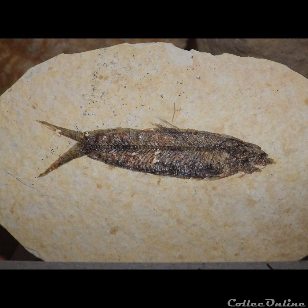 Knightia Alta coquillage fossile knightia alta