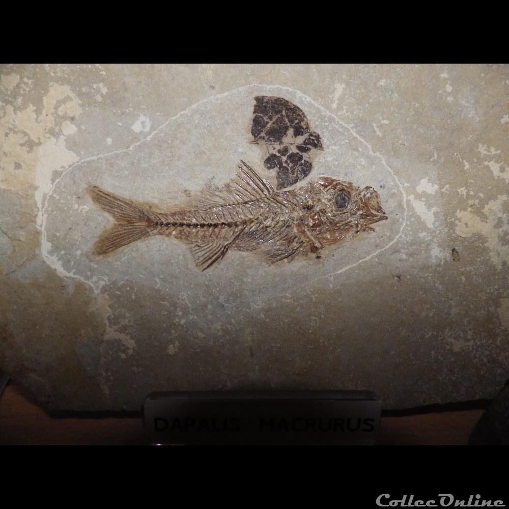 Dapalis Macrurus coquillage fossile dapalis macrurus