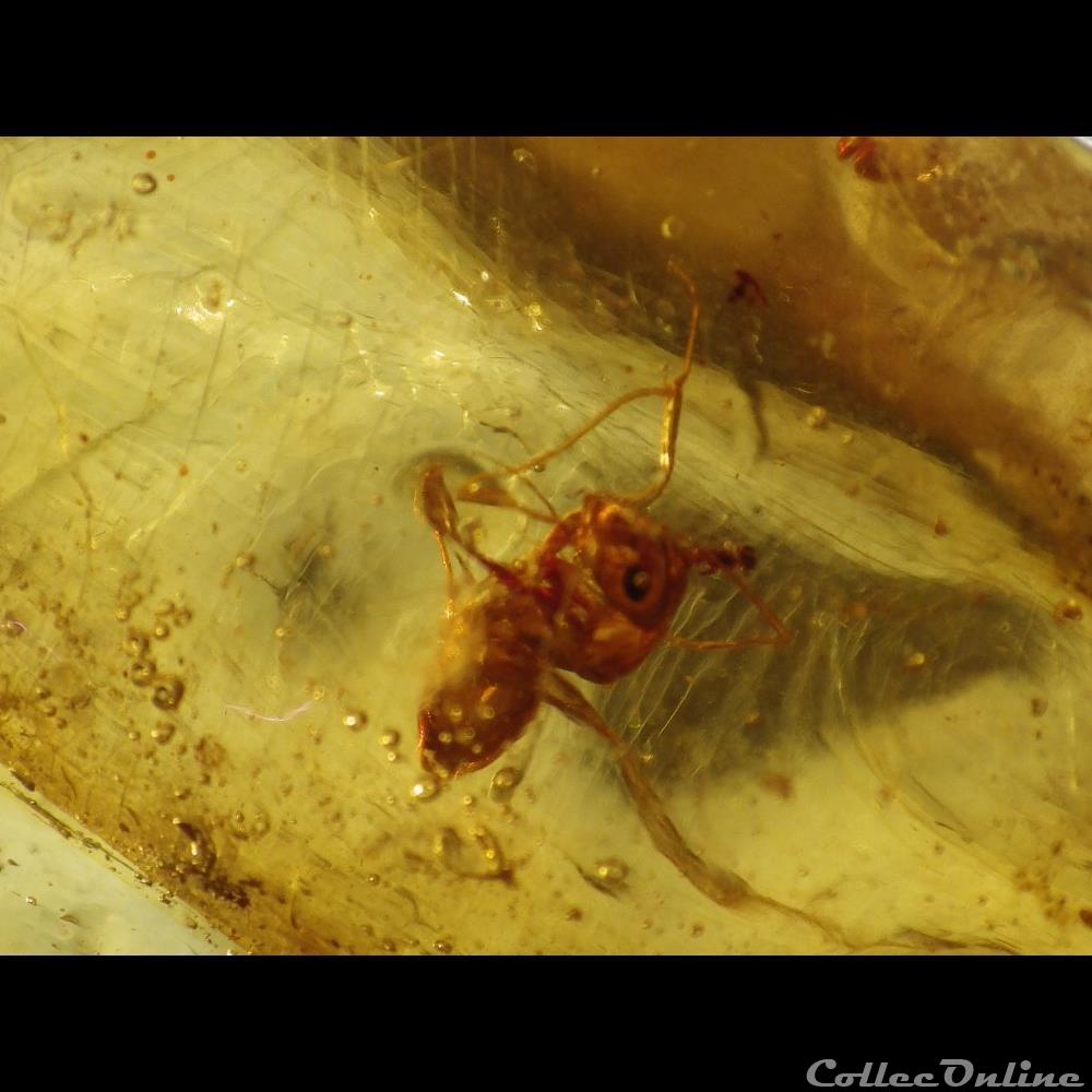 Copal 3 coquillage fossile copal