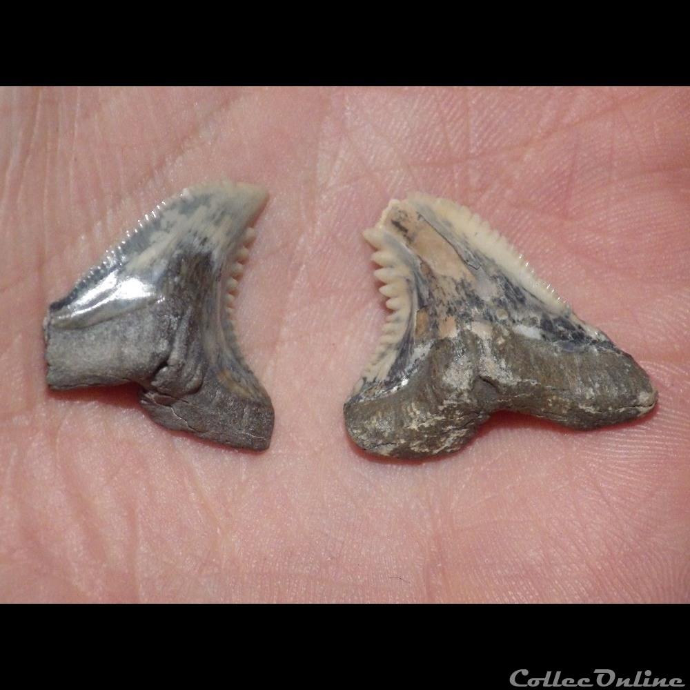 Hemipristis Serra coquillage fossile hemipristis serra