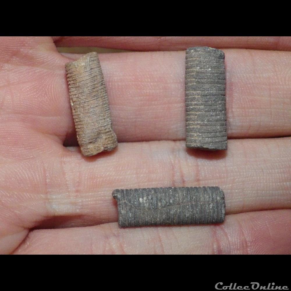 Tiges de Crinoïdes coquillage fossile tiges de crinoides