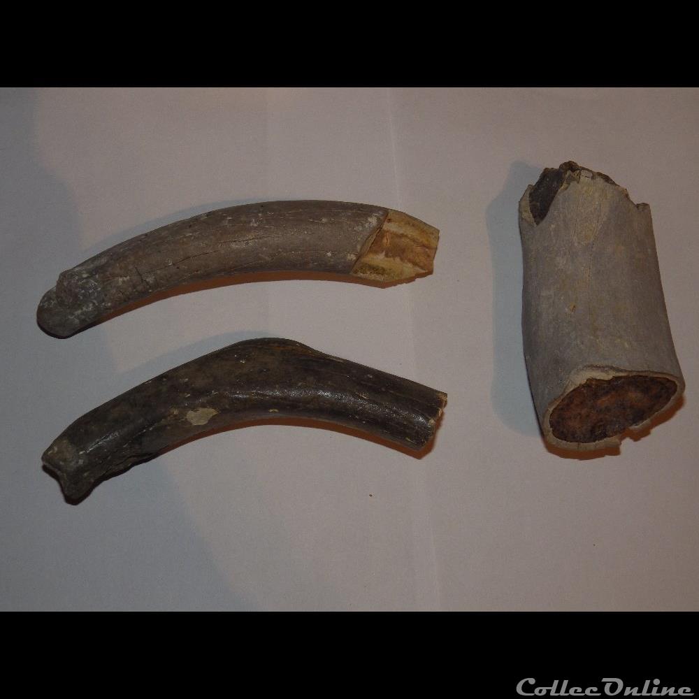Cotes de Siréniens coquillage fossile cotes de sireniens