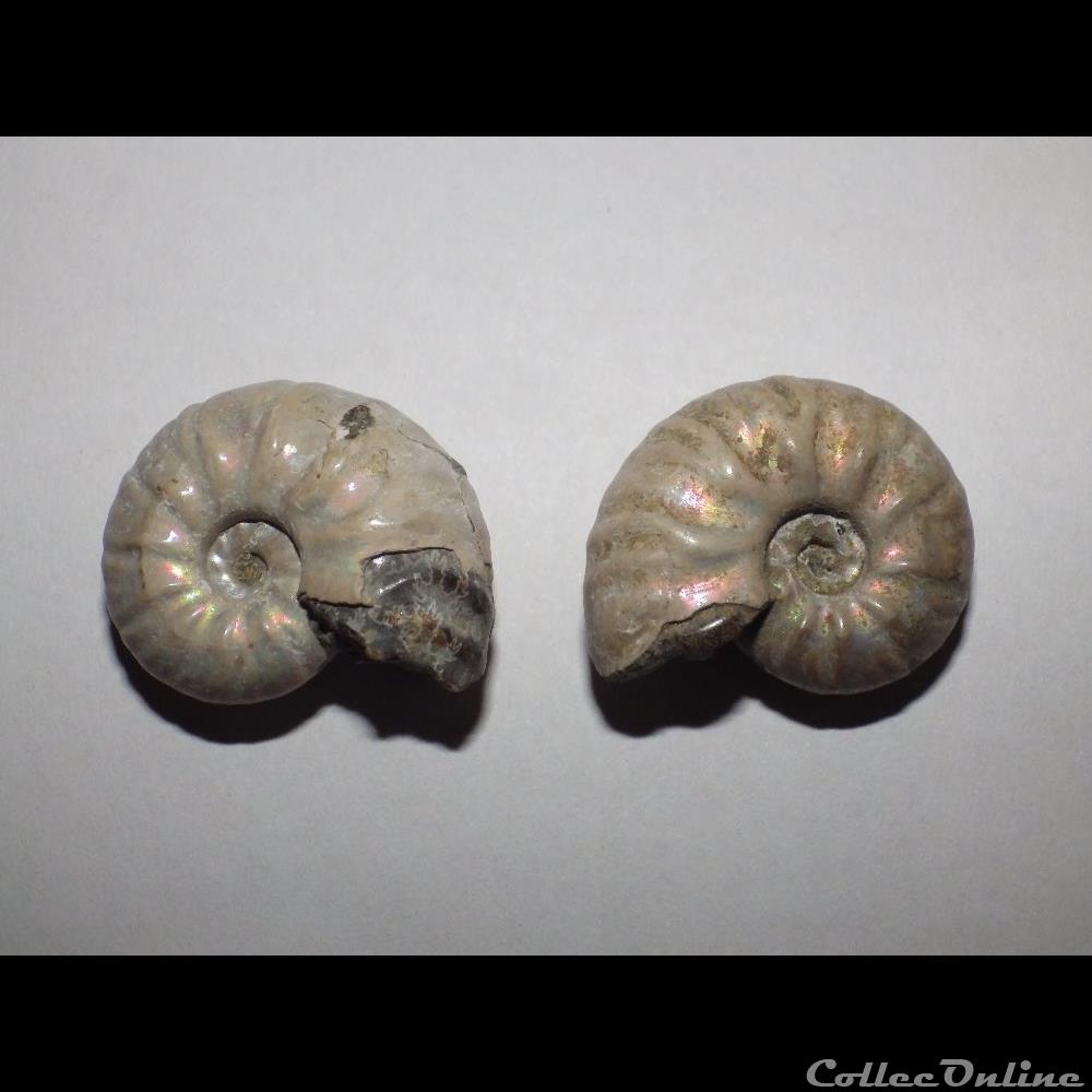 Cléoniceras coquillage fossile cleoniceras