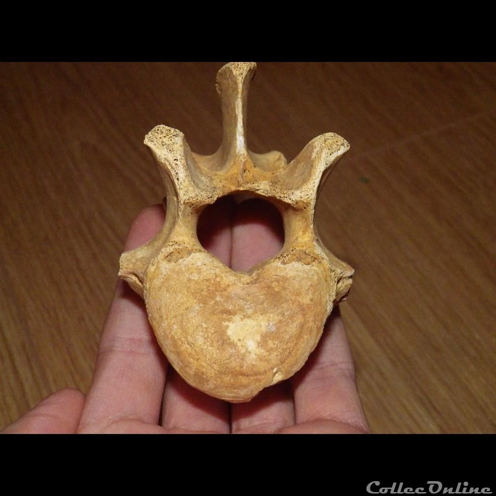 Ursus Spelaeus coquillage fossile ursus spelaeus