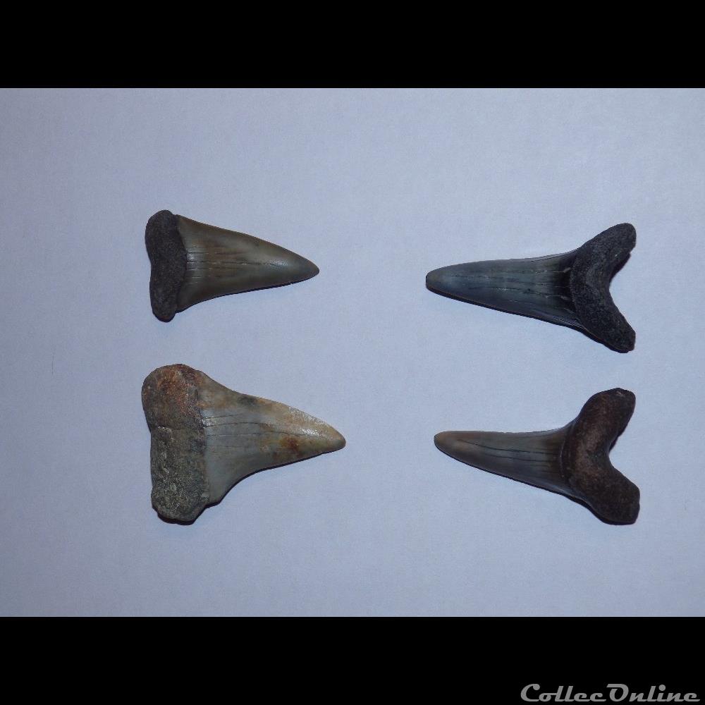 coquillage fossile cosmopolitodus hastalis