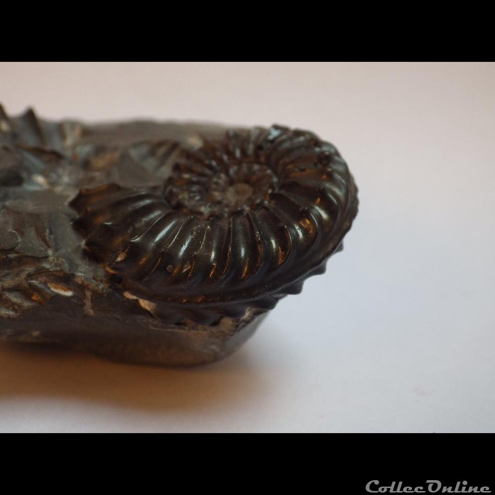 coquillage fossile pleuroceras