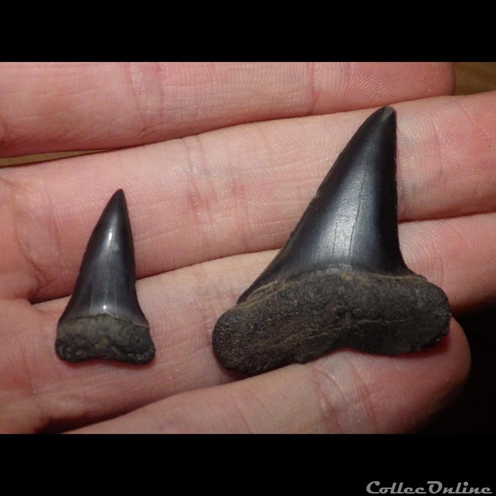 Cosmopolitodus Hastalis coquillage fossile cosmopolitodus hastalis