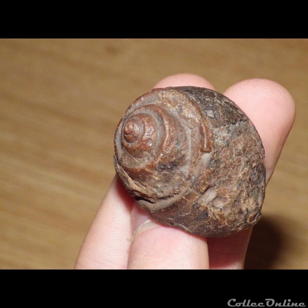 coquillage fossile limnea