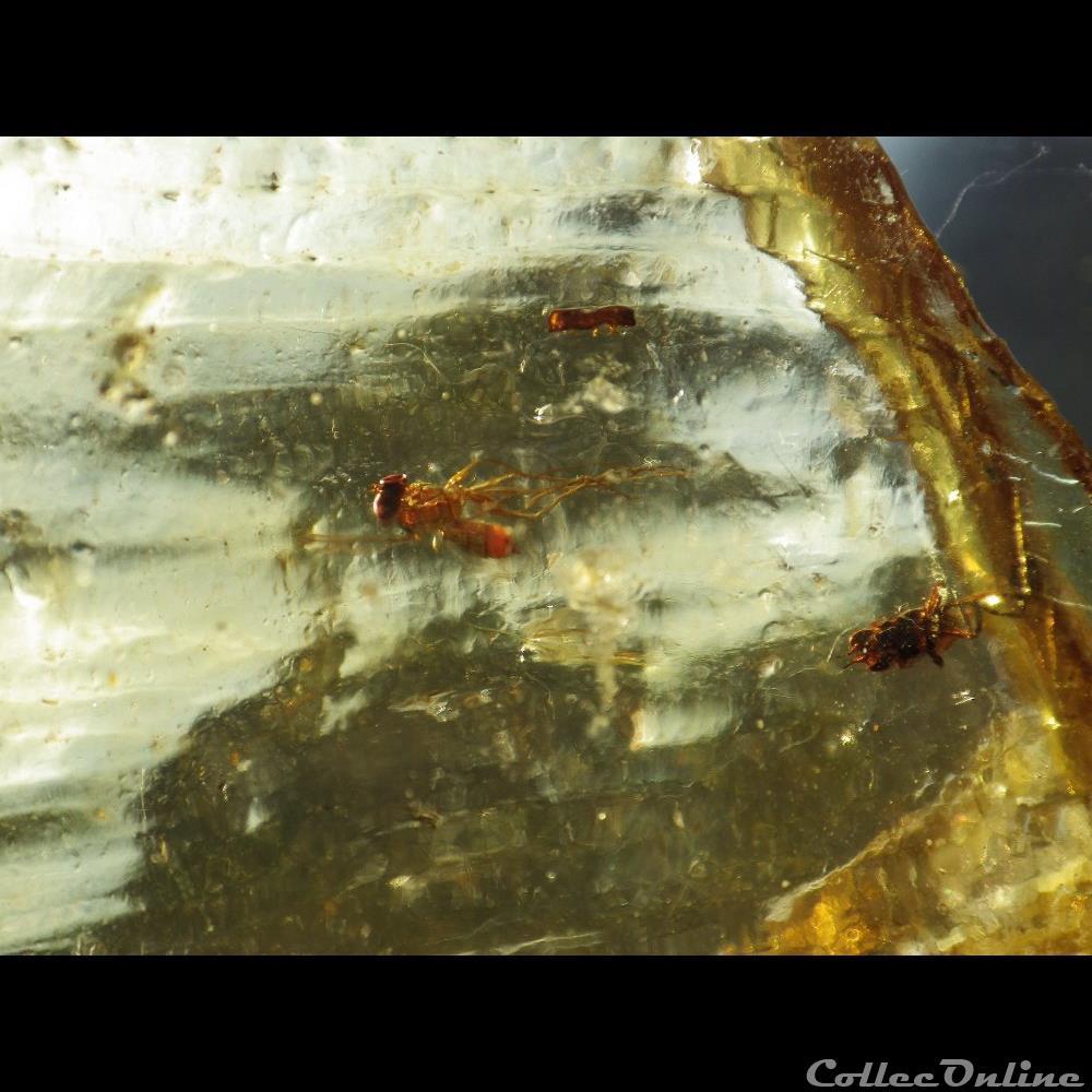 Copal 2 coquillage fossile copal
