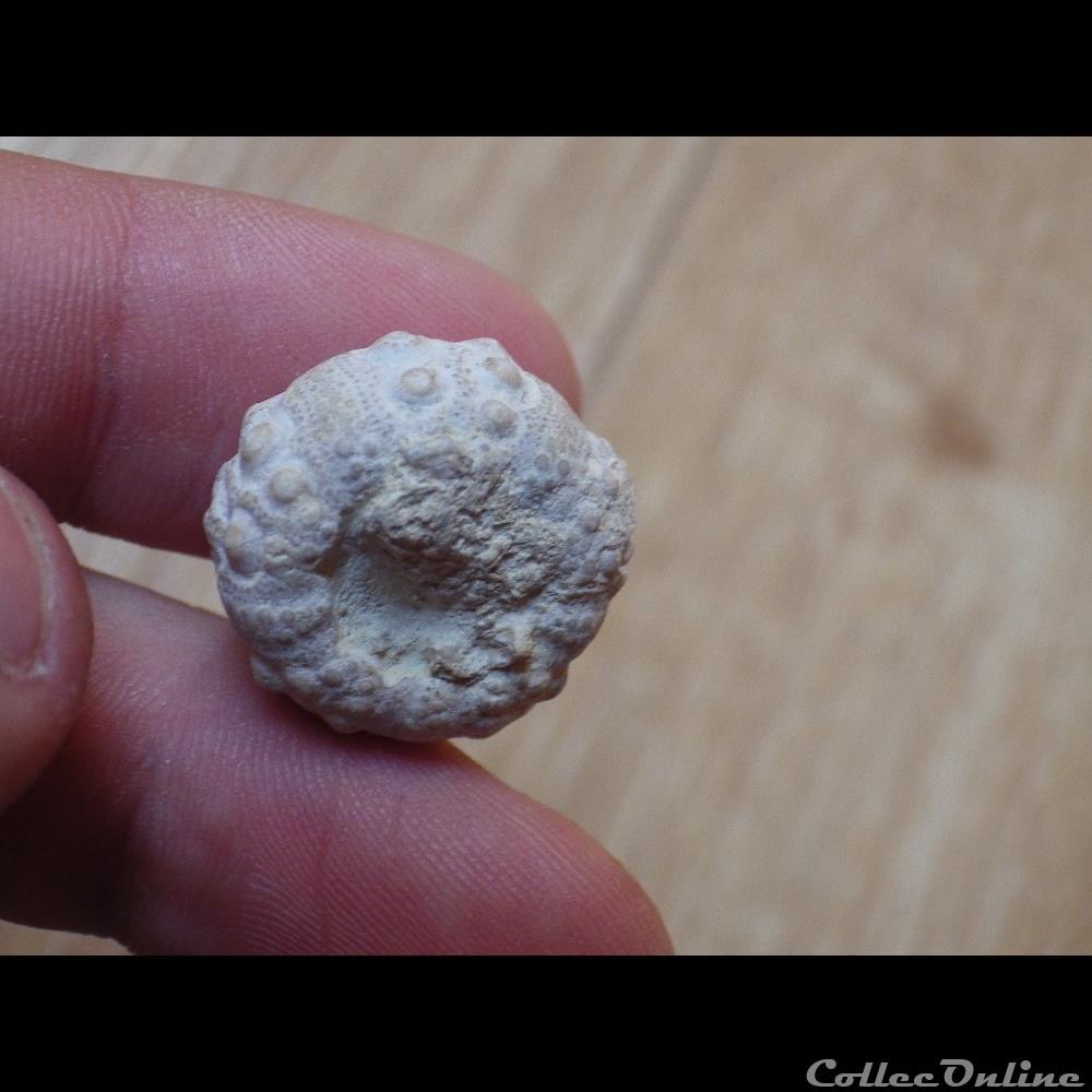 Acrosalenia Hemicidaroïde ?? coquillage fossile acrosalenia hemicidaroide