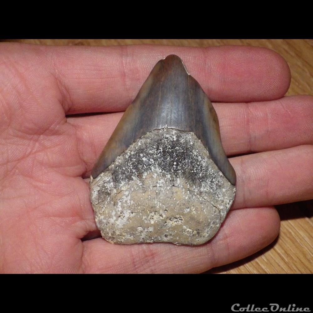 Otodus Megaselachus Megalodon coquillage fossile otodus megaselachus megalodon