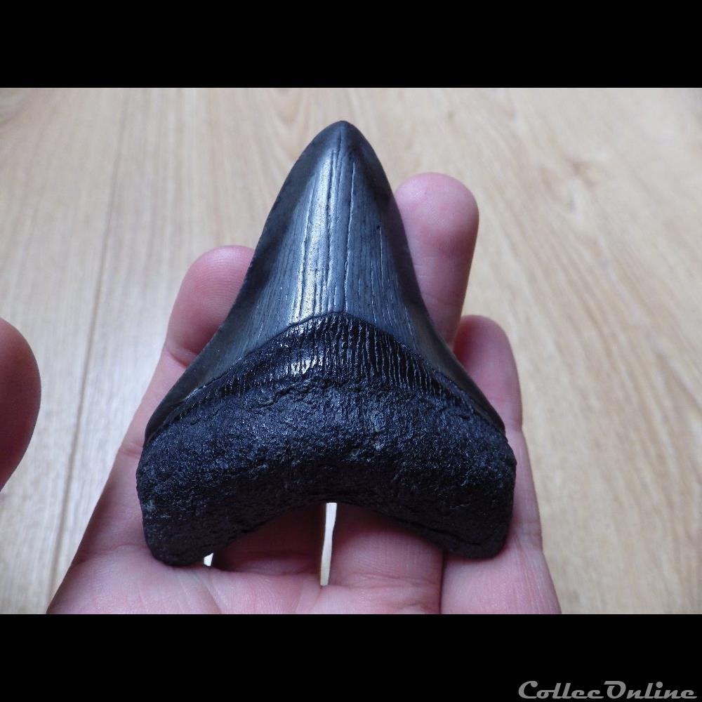 Otodus Megaselachus Megalodon coquillage fossile otodus megaselachus megalodon