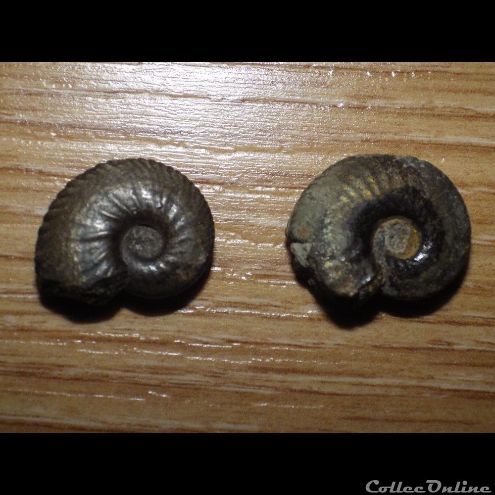 Anahoplites coquillage fossile anahoplites