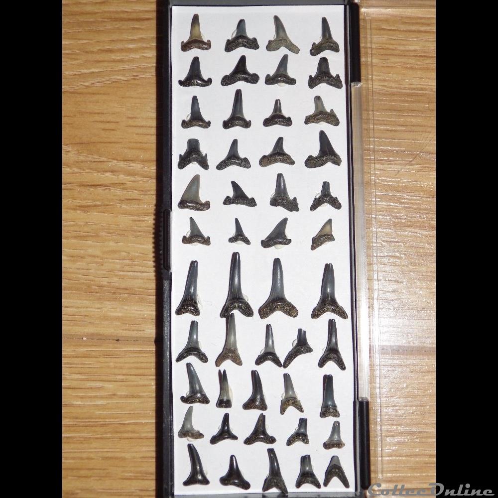 Dents de requins à identifier coquillage fossile dents de requins a identifier