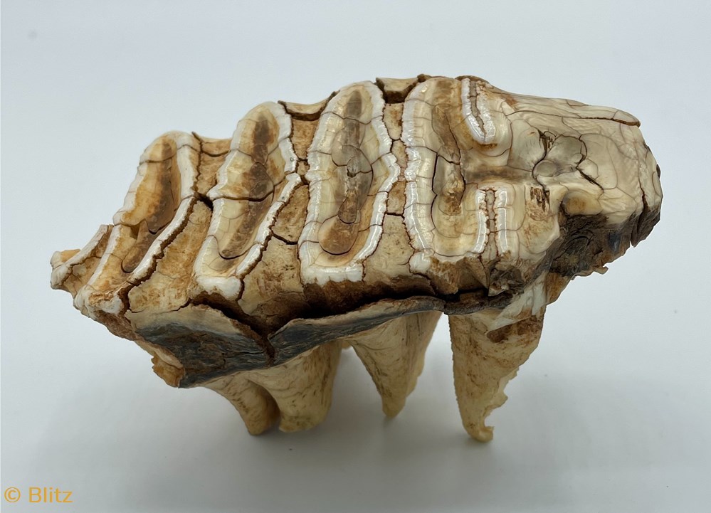 Mastodon Teeth Fossil shells fossils mastodon teeth fossil