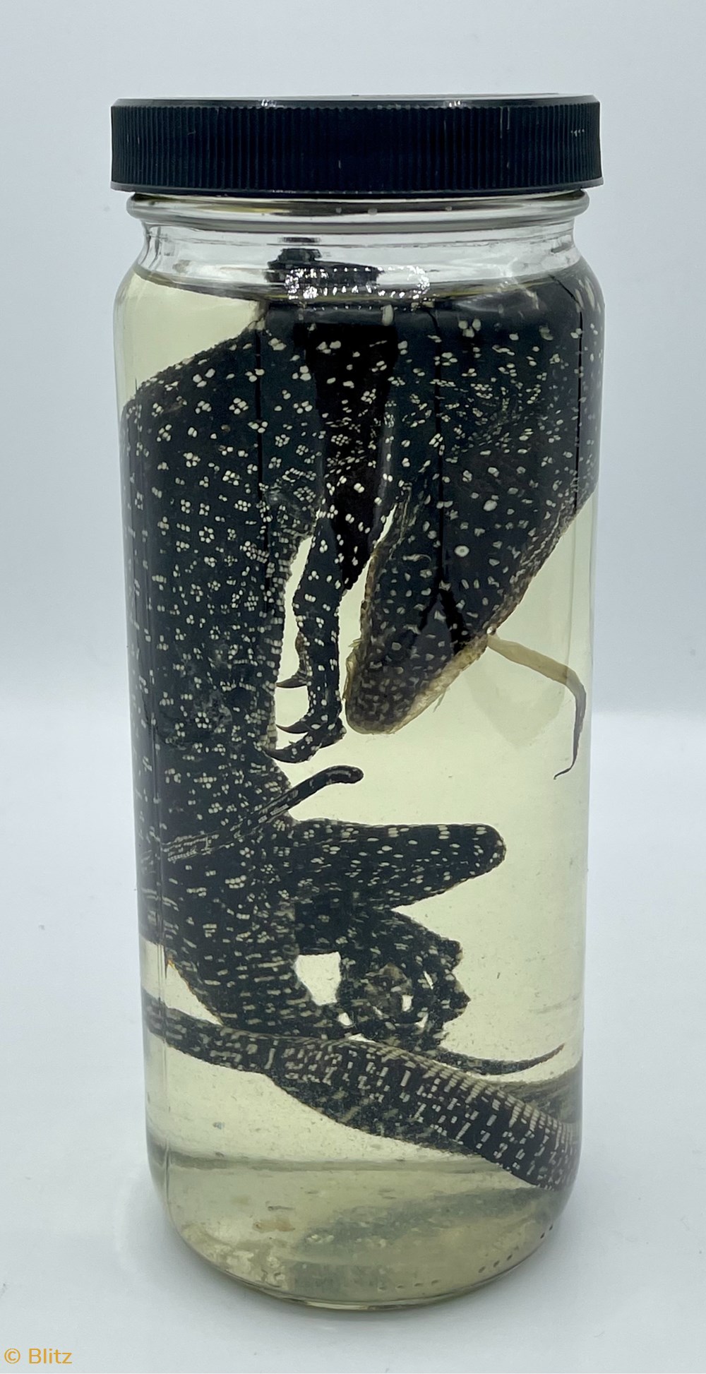 Preserved Salamander miscellaneous preserved salamander