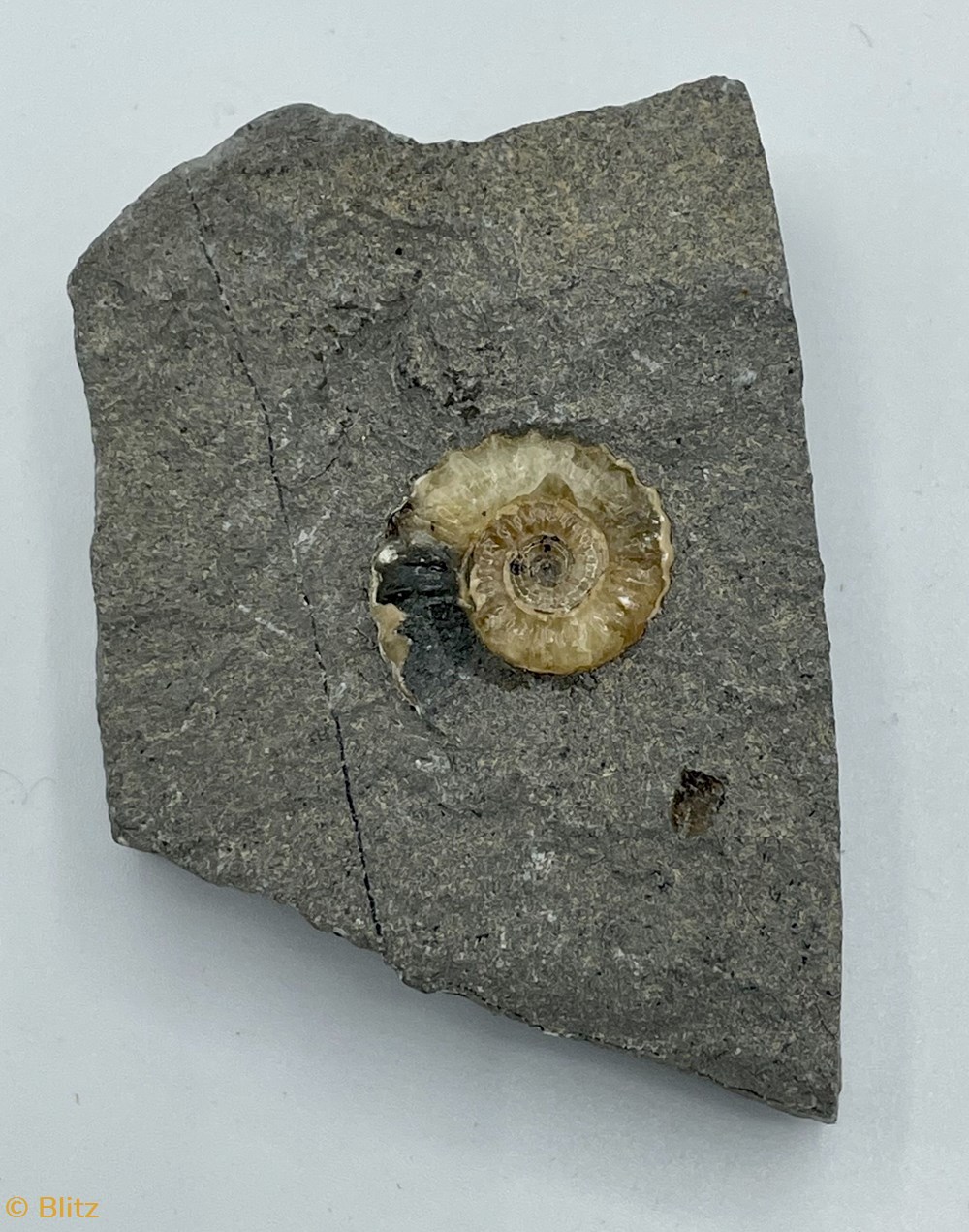 shells fossils fossil