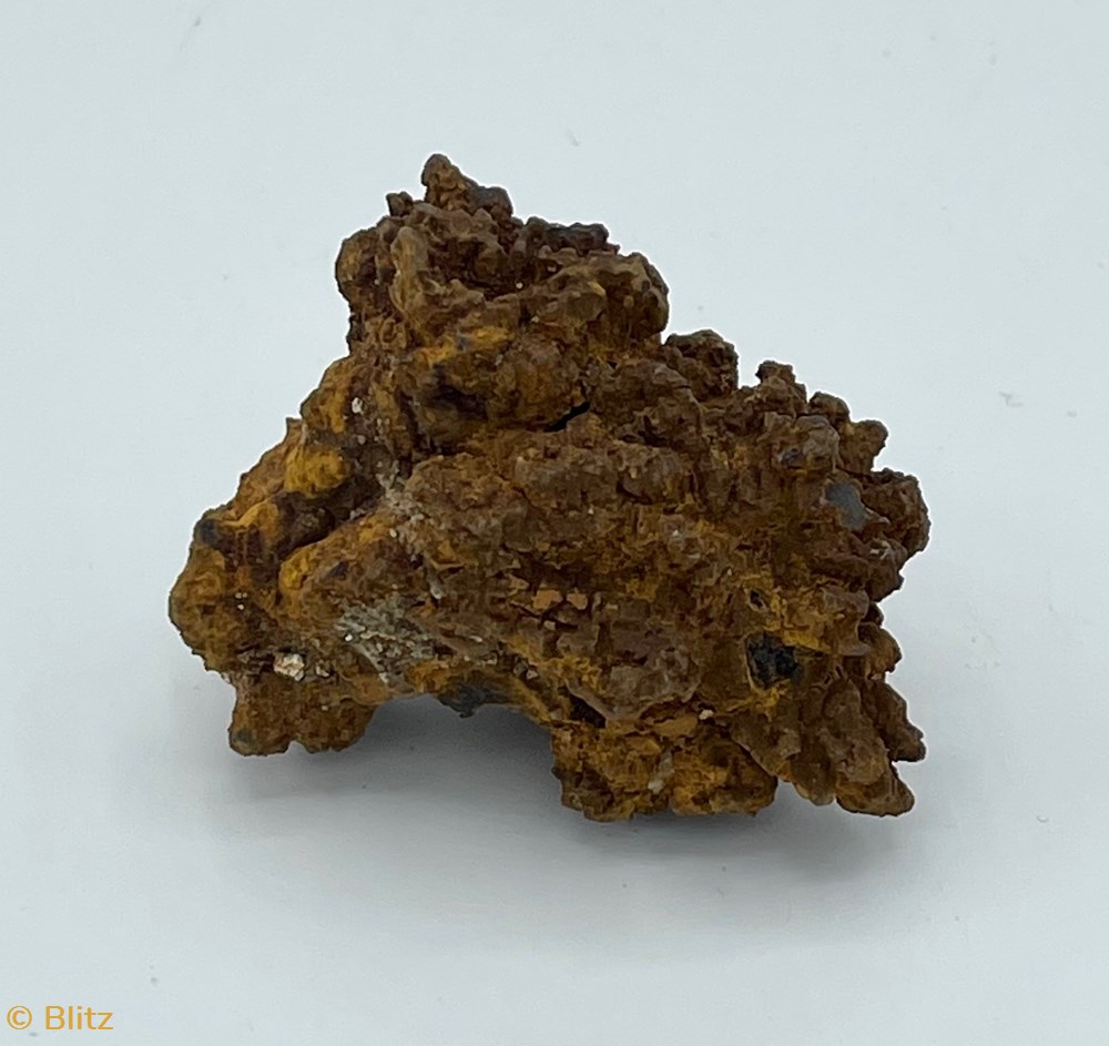 shells fossils coprolite