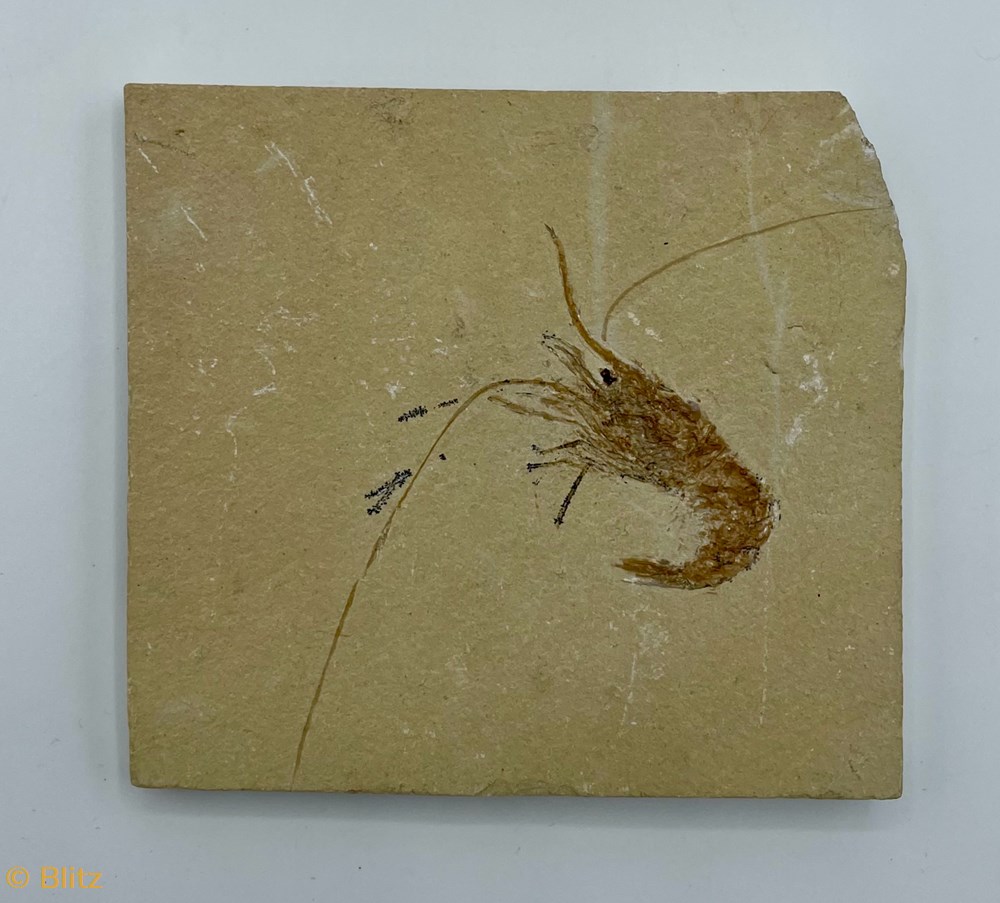Shrimp Fossil shells fossils shrimp fossil