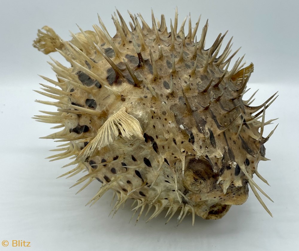 living world animals porcupine fish