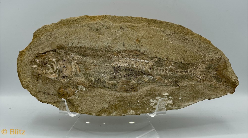 shells fossils fish fossil