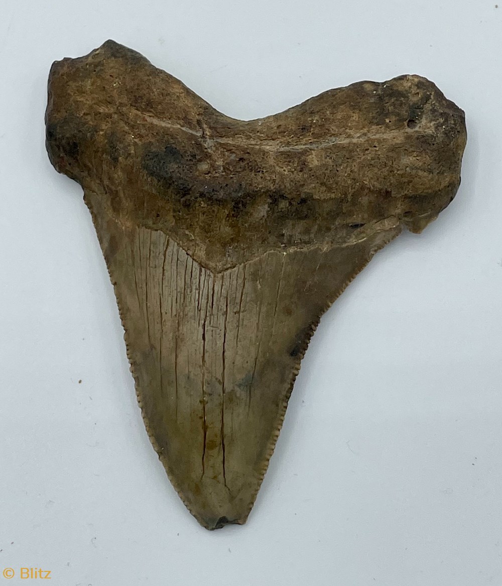 Megalodon Tooth shells fossils other megalodon tooth