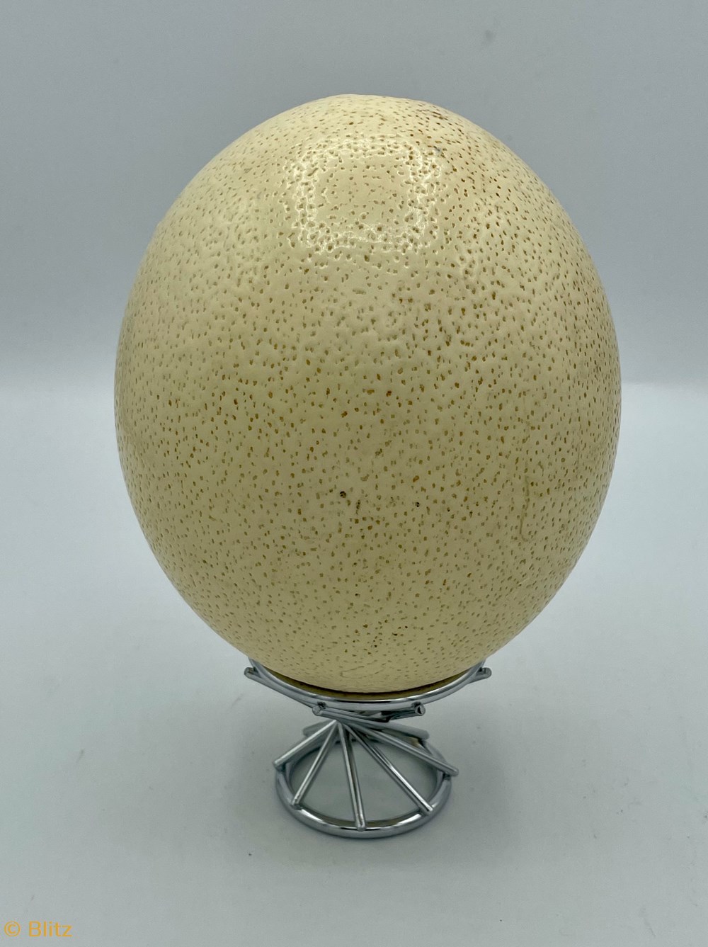 miscellaneous ostrich egg