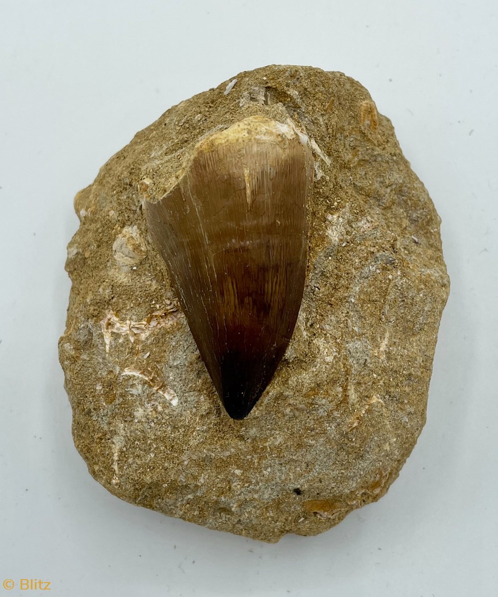 shells fossils fossil
